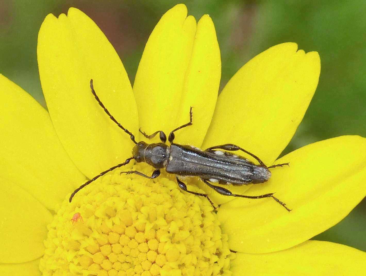 Femmina di Stenopterus ater
